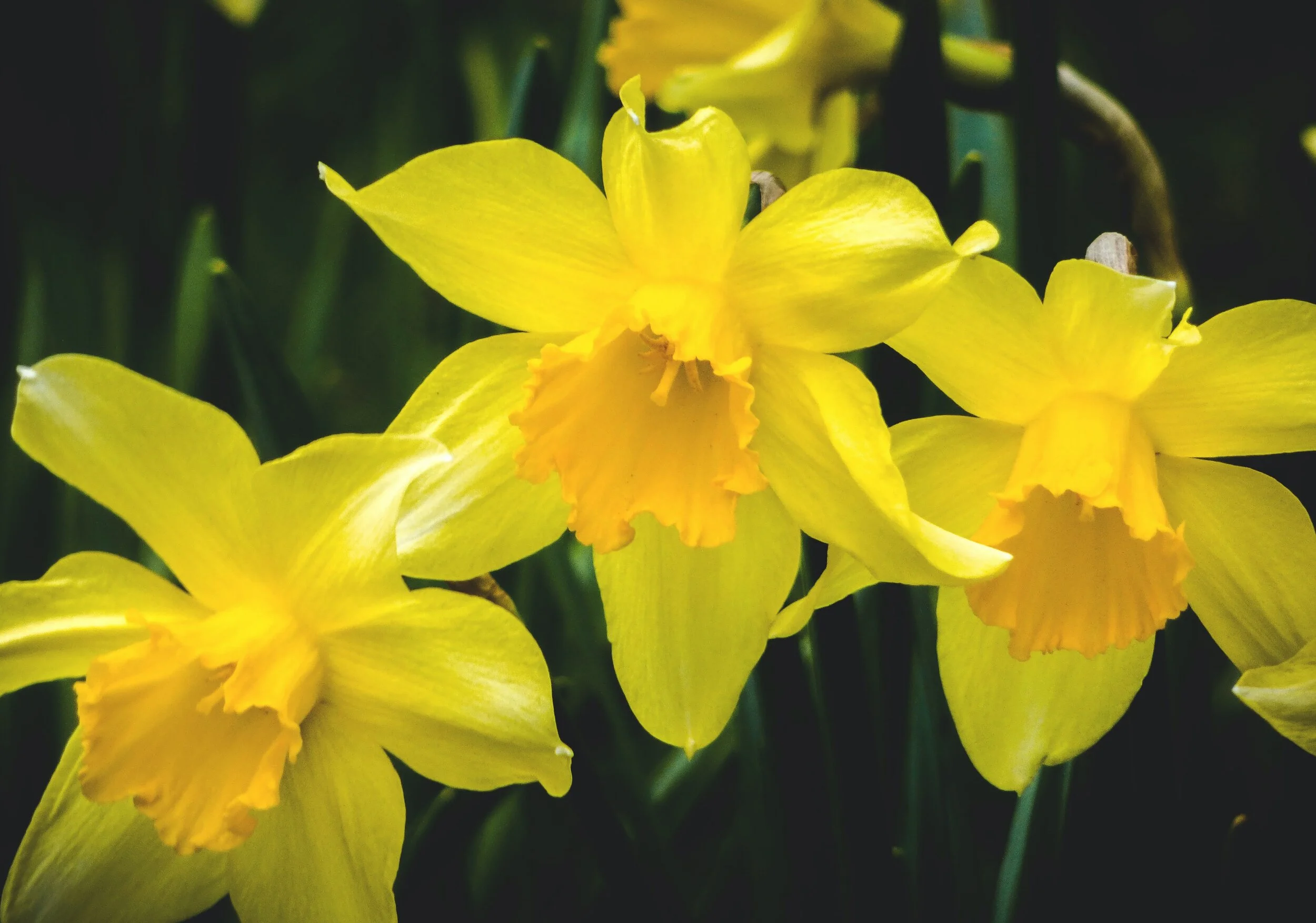 Buy Your Daffodil Bulbs Here!