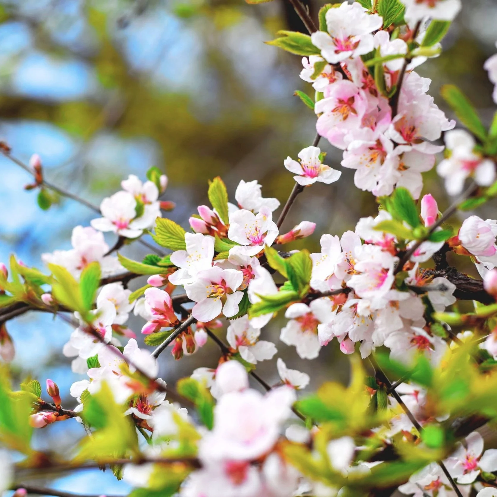 Spring is Here and SSEF is Abuzz with New Developments and Initiatives!