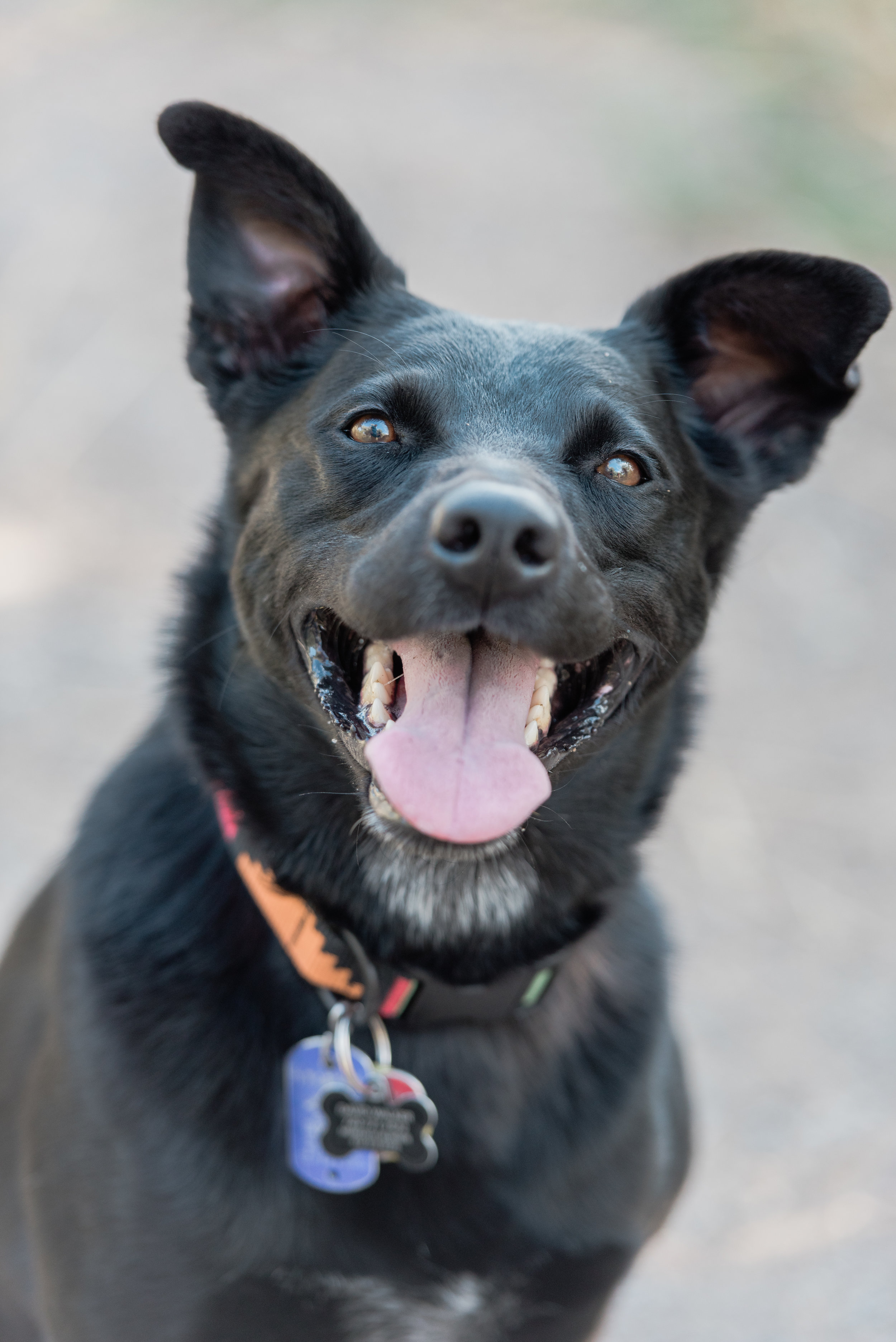 4 Tips for Engagement Session Photographs with your Dog