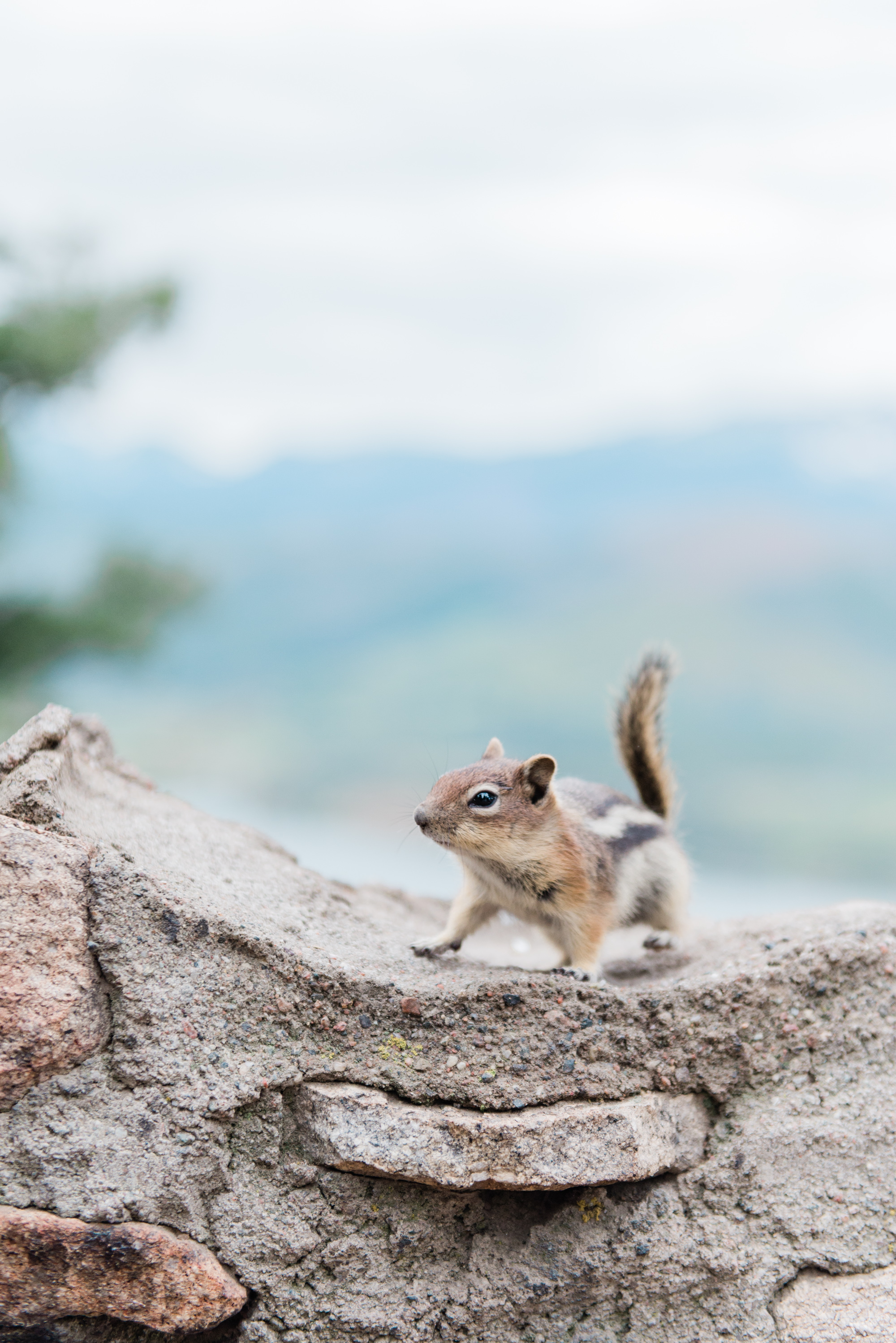AshleighMillerPhotography-Elopement-Rachel-Justin-Colorado-26.jpg