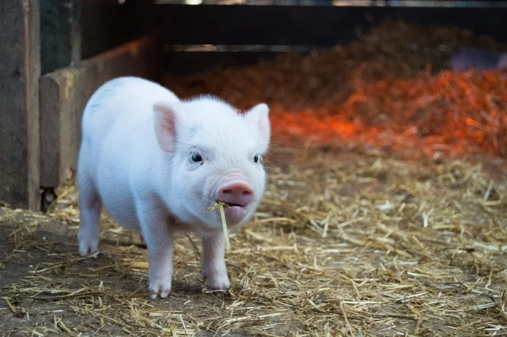 PIG.jpg