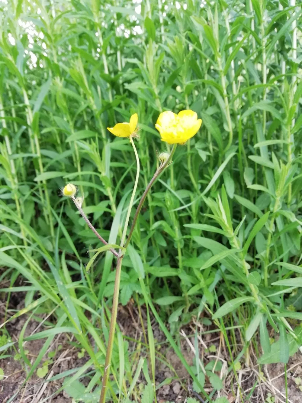 Ranuncolo