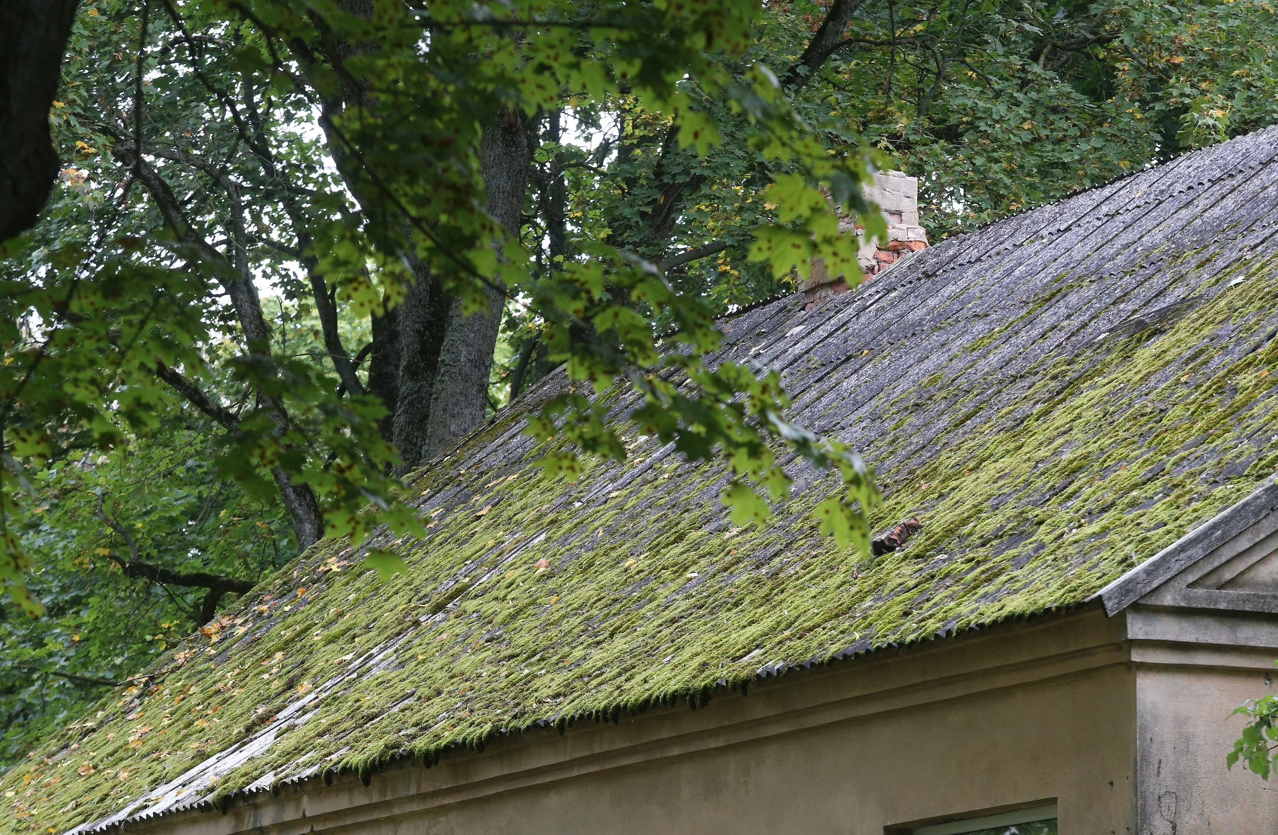 How to Remove Mold from Your Roof and Why It Matters
