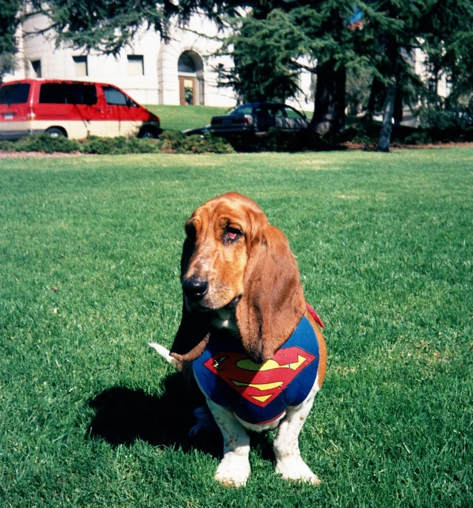 Tosca being a superdog on campus at Berkeley in 2000
