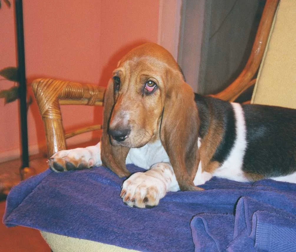 Puppy Tosca in 1999