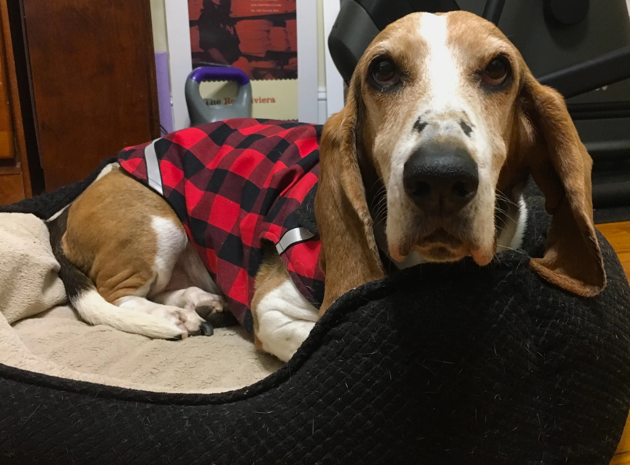 Daisy in her winter coat