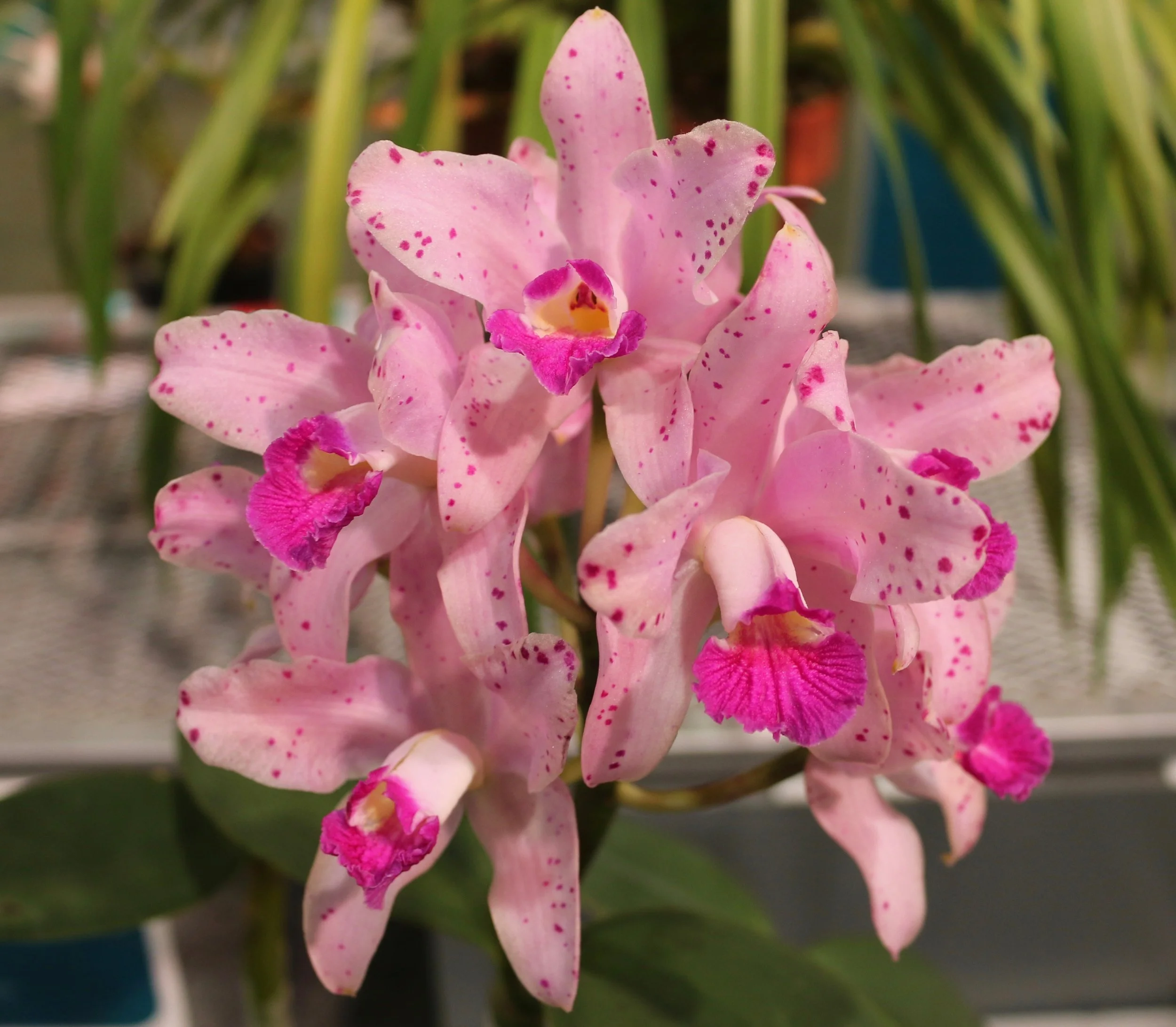 First Prize Orchid. Philadelphia Flower Show, March 2019. Kristen Ghodsee