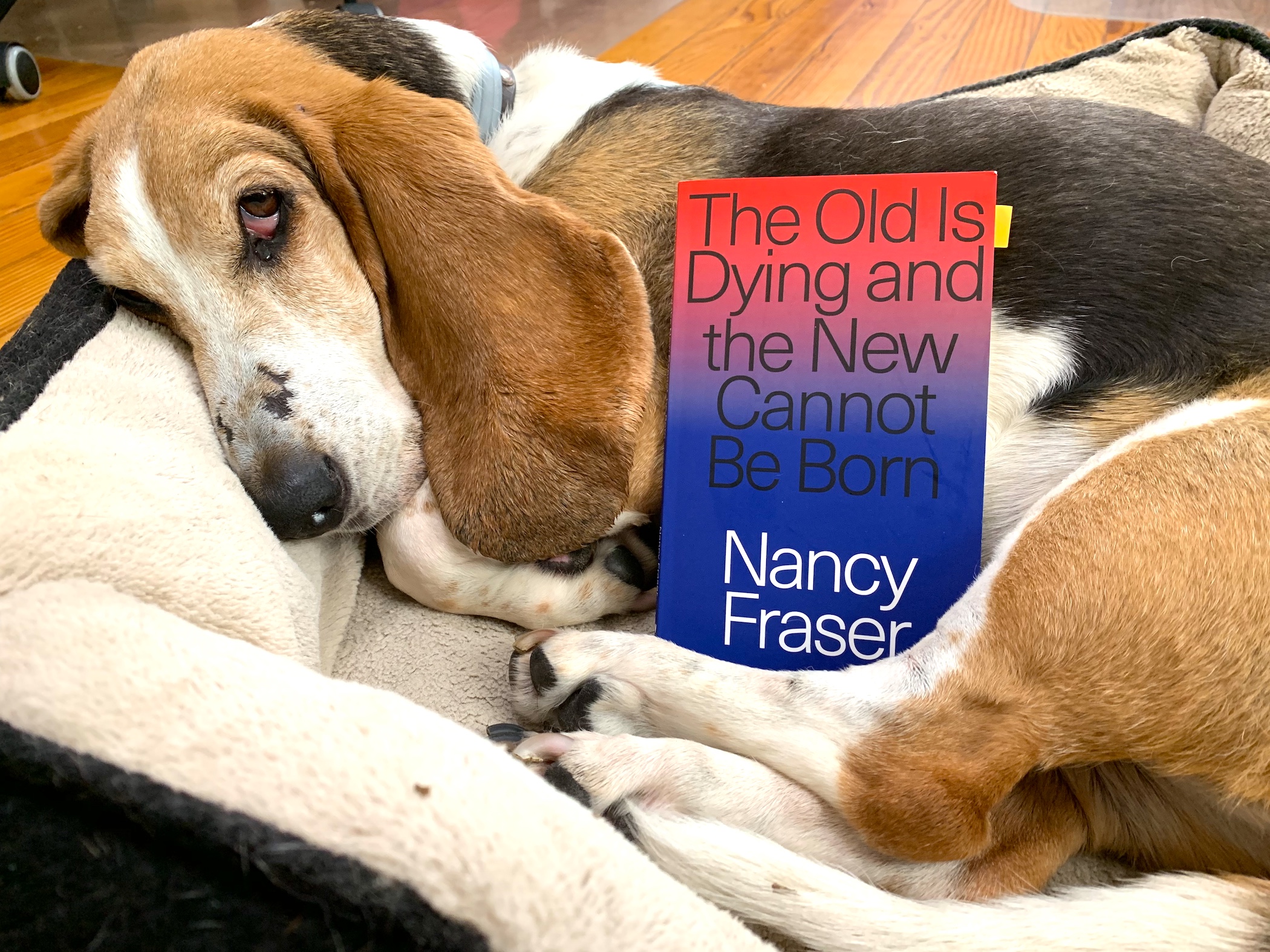 The Old is Dying and the New cannot be Born.jpeg