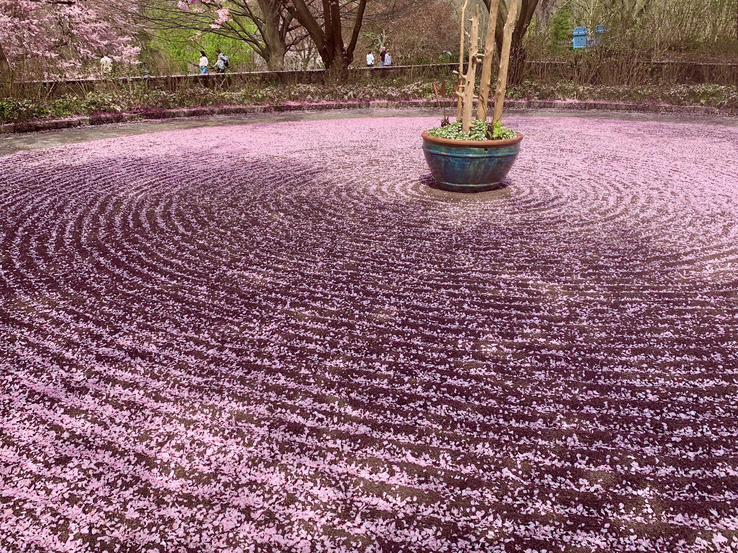 Sakura 1.jpeg