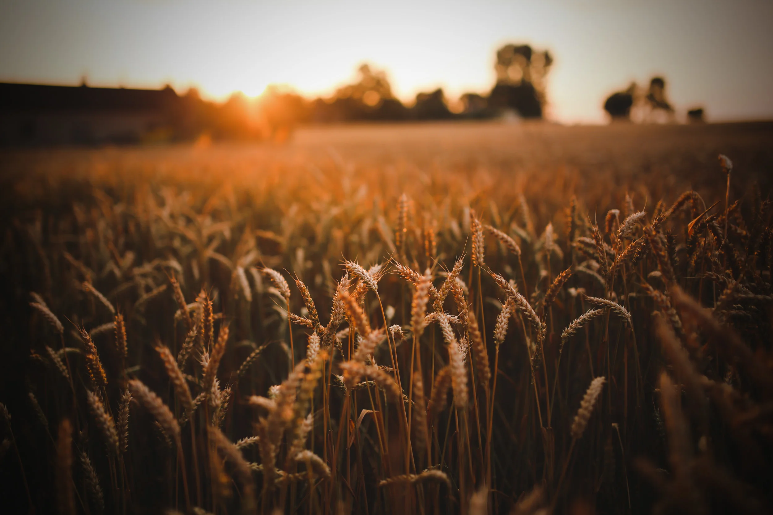 ernte-feld-getreide-5980 Kopie.jpg