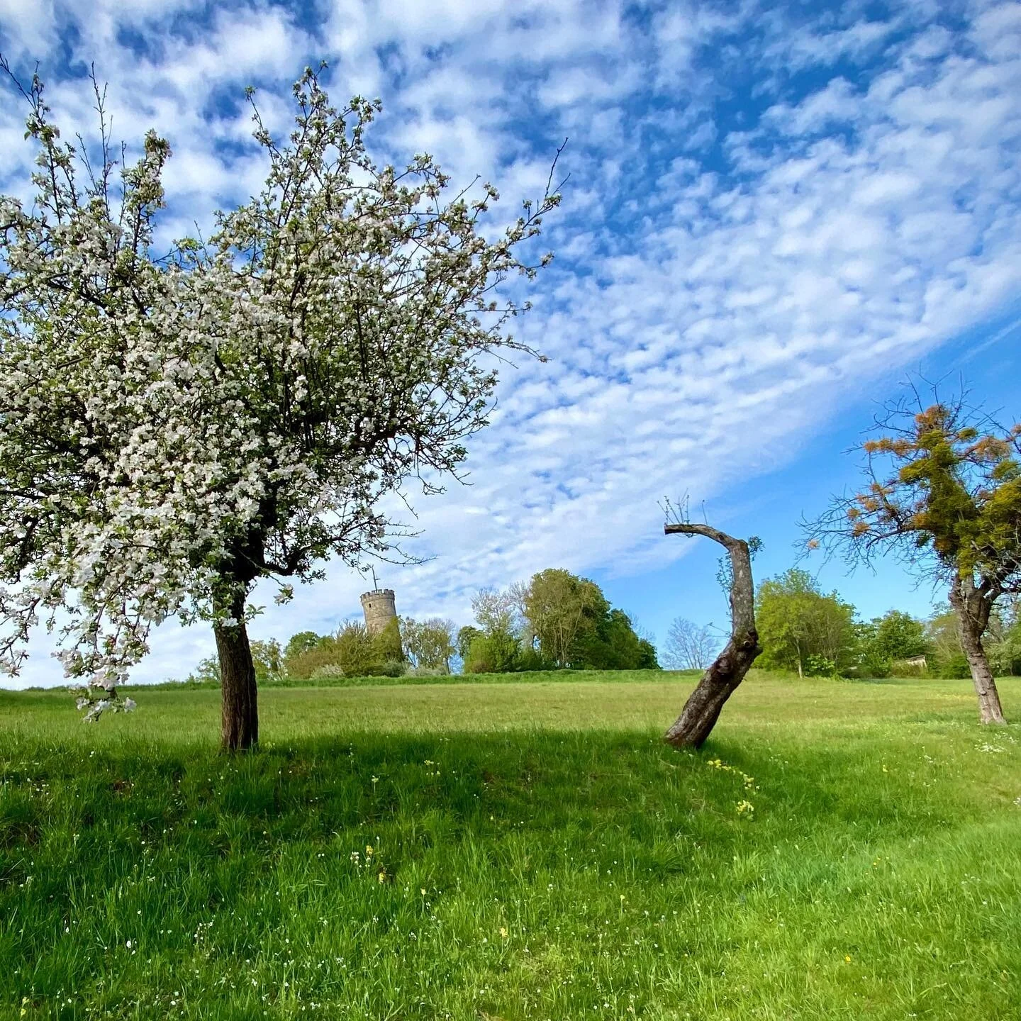 #eltmann #fr&uuml;hling #nature #wallburg #franken #fr&uuml;hlingsgef&uuml;hle #fotografie