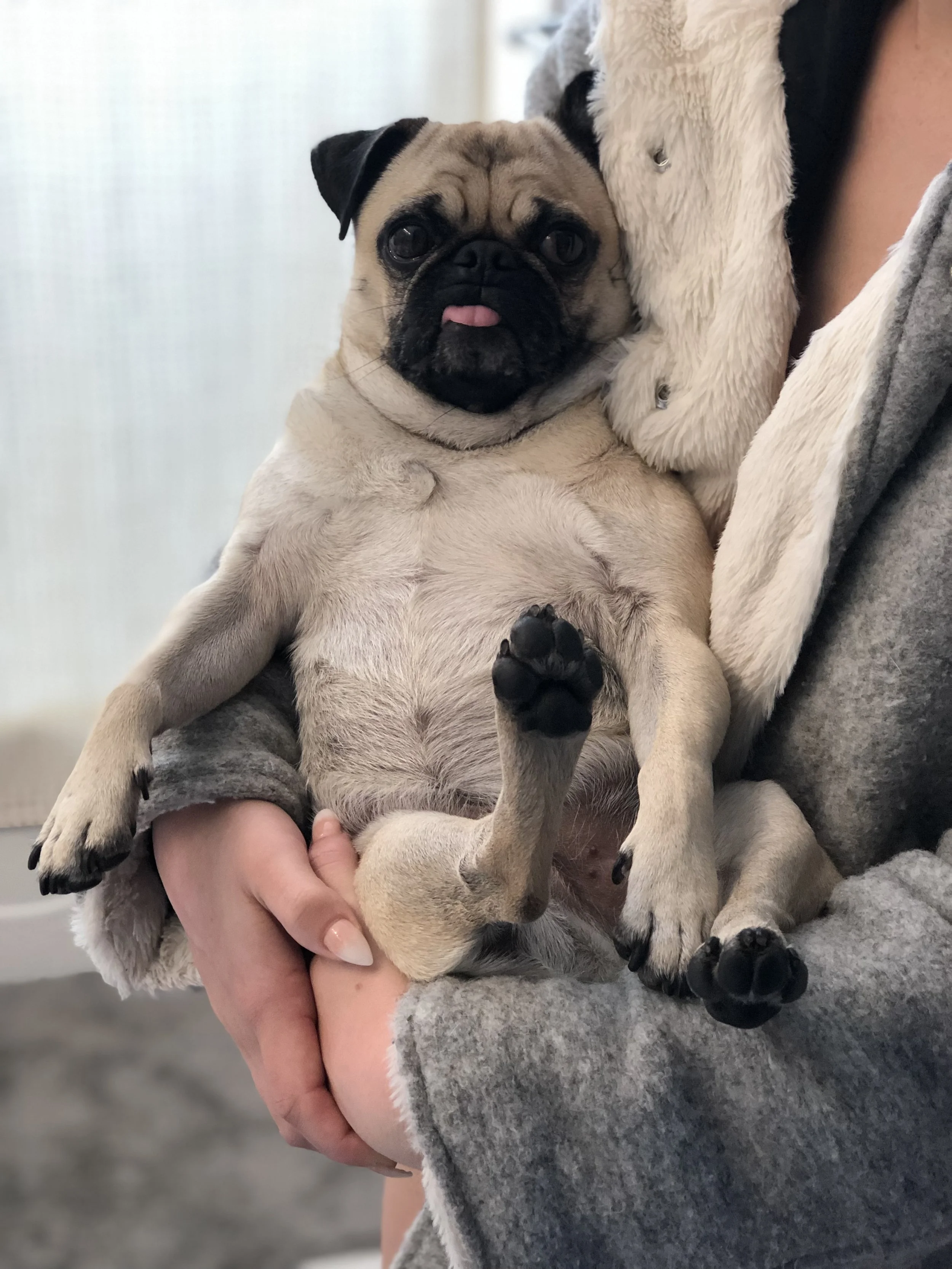 Fur Baby Sitting