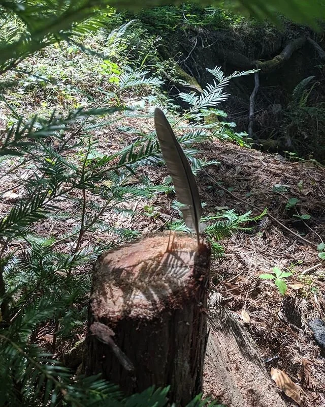 Okay, we're getting it together over here. Thank you little Redwood for the gift of this year's Maypole ✨