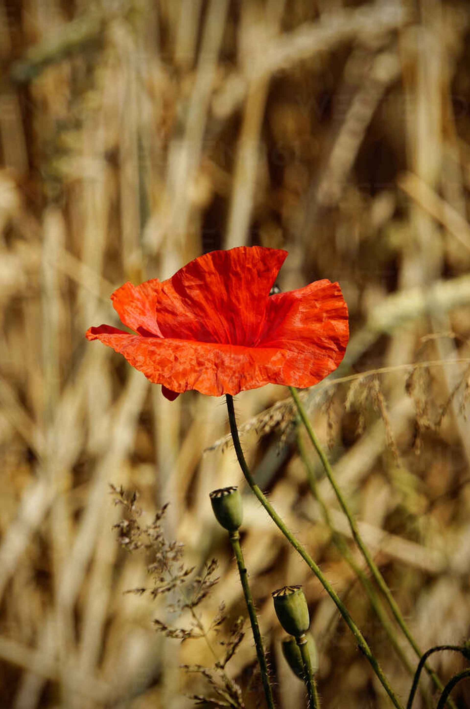 blossom-of-red-poppy-papaver-rhoeas-in-front-of-a-field-HOHF000914.jpg