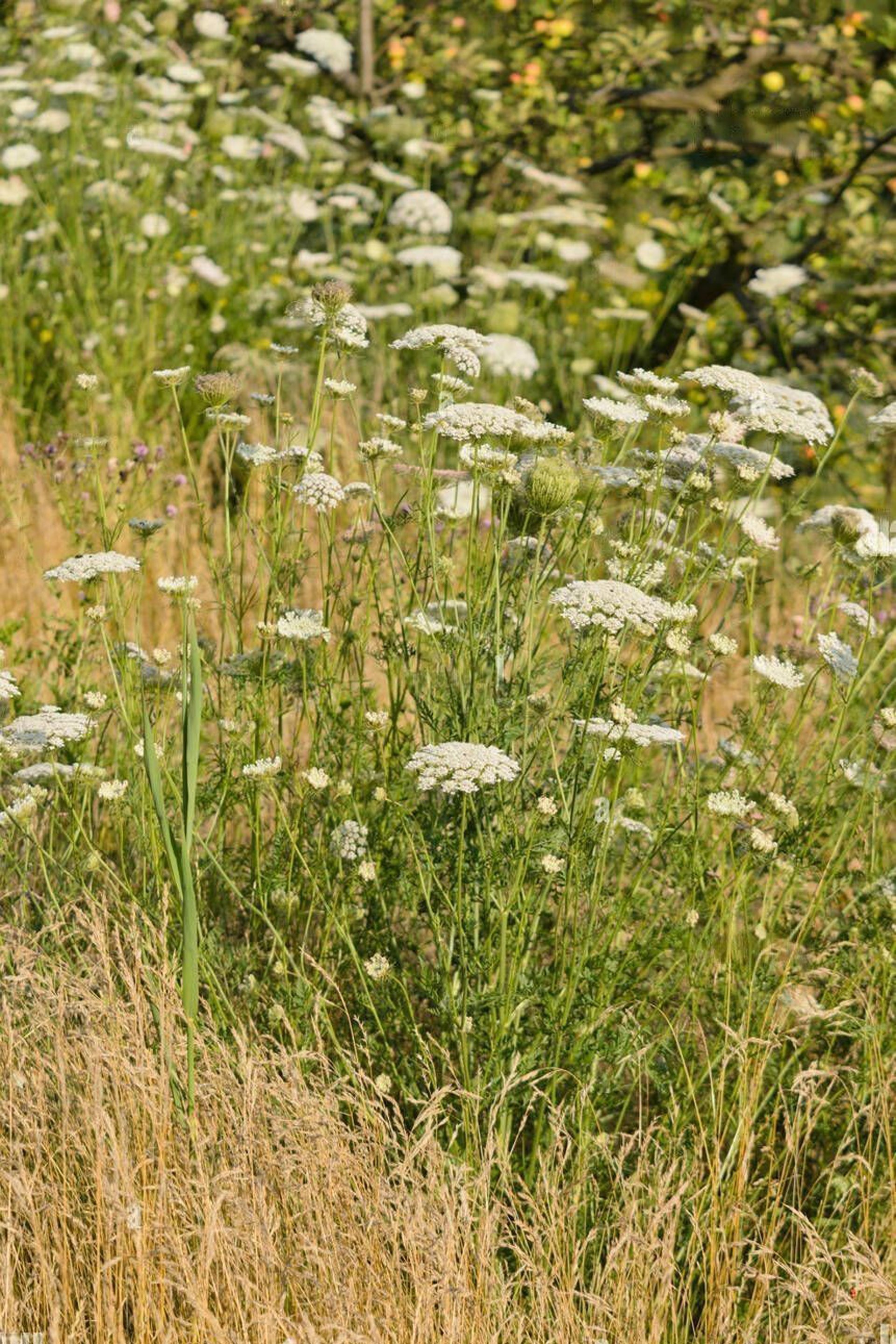 wild-carrot-daucus-carota-K3426C-transformed.jpg