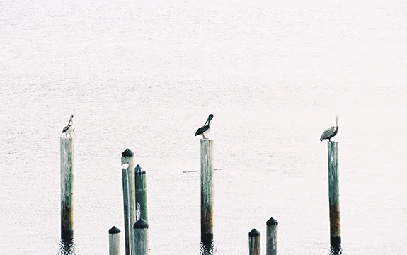 Key West - Pelican Brief