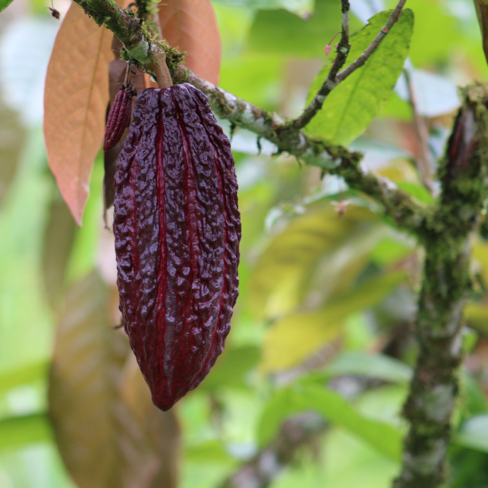 Cacao carrusel.png