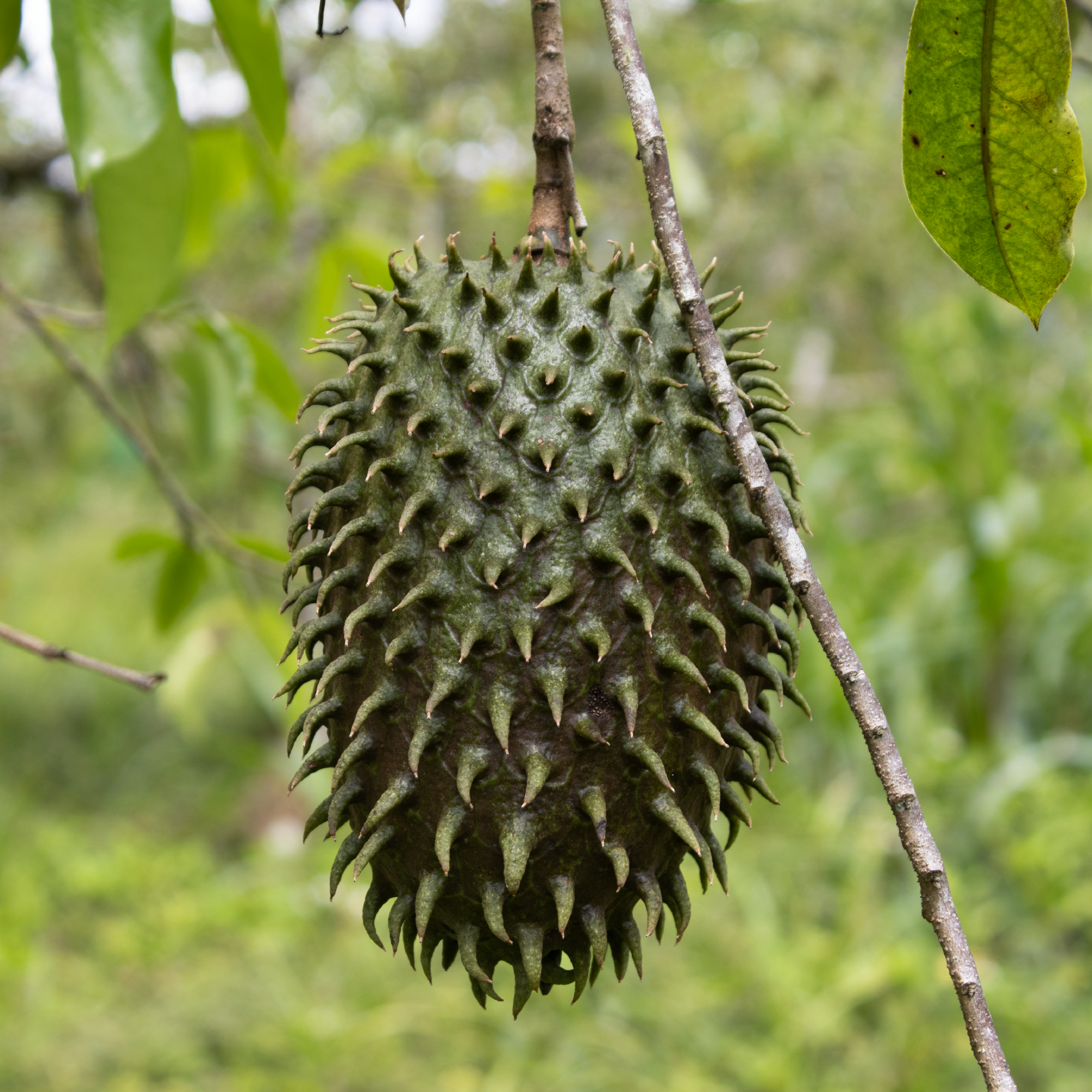 Guanaban carrusel.png