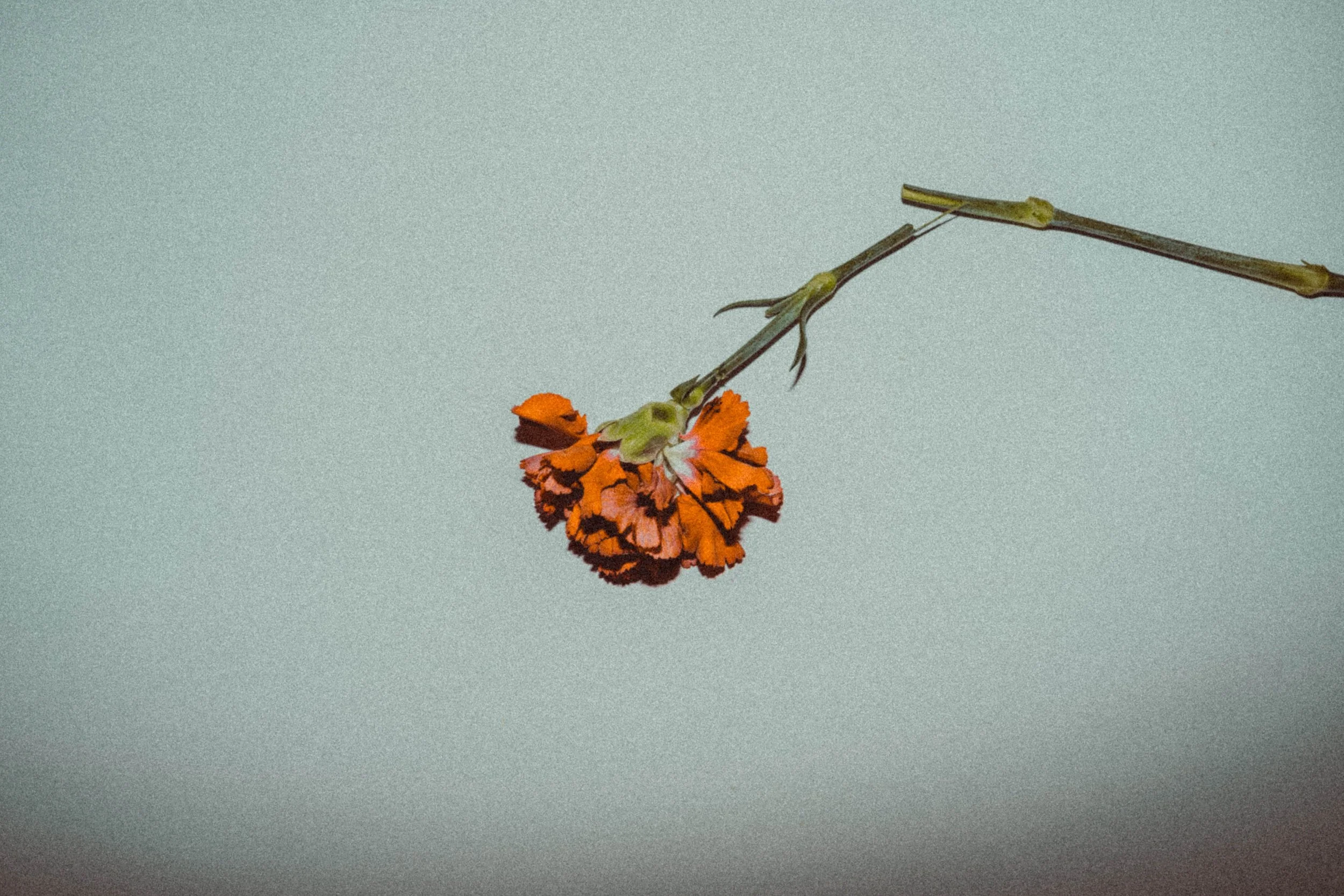 DSC04550.jpg