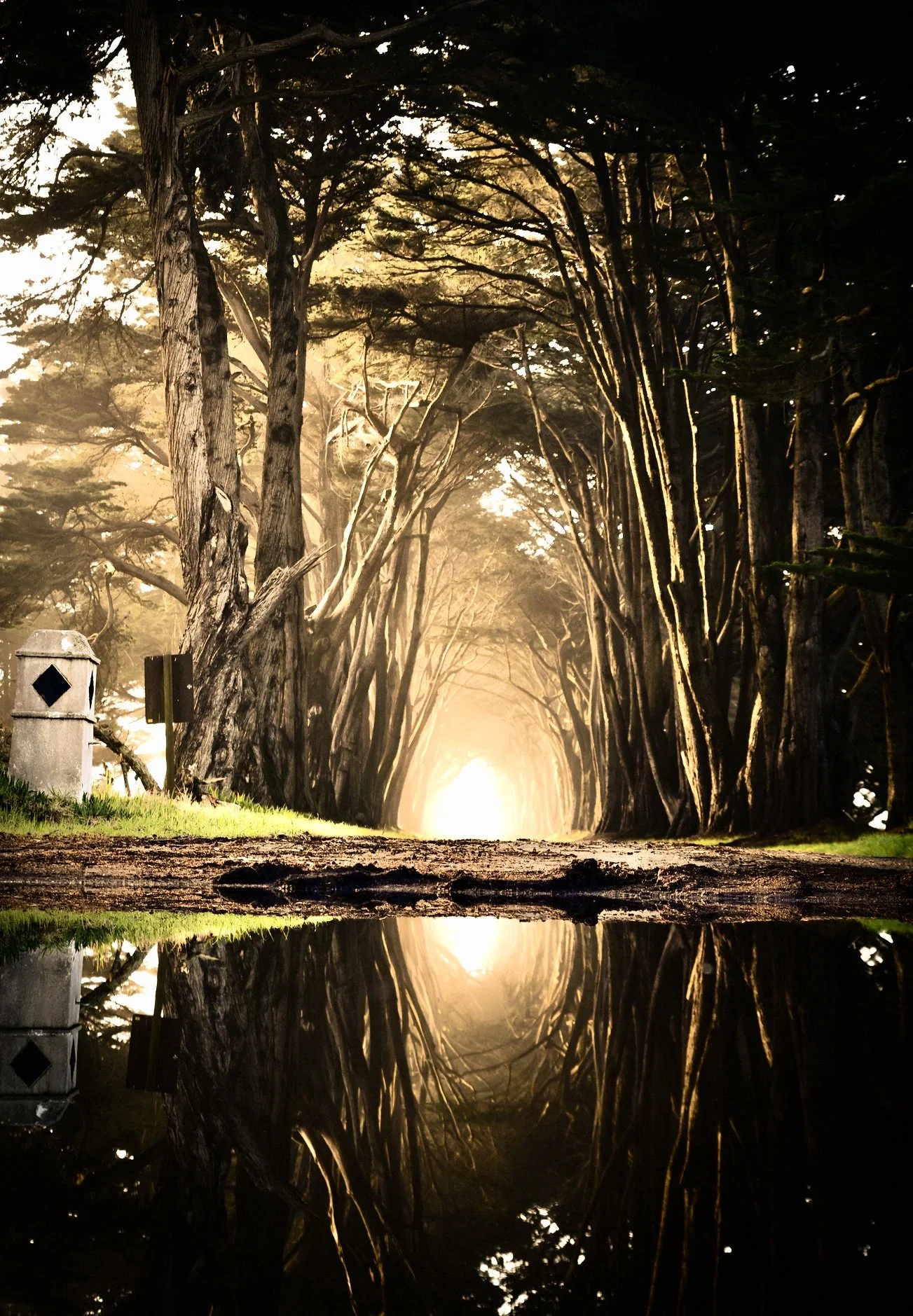 Poetry: elves