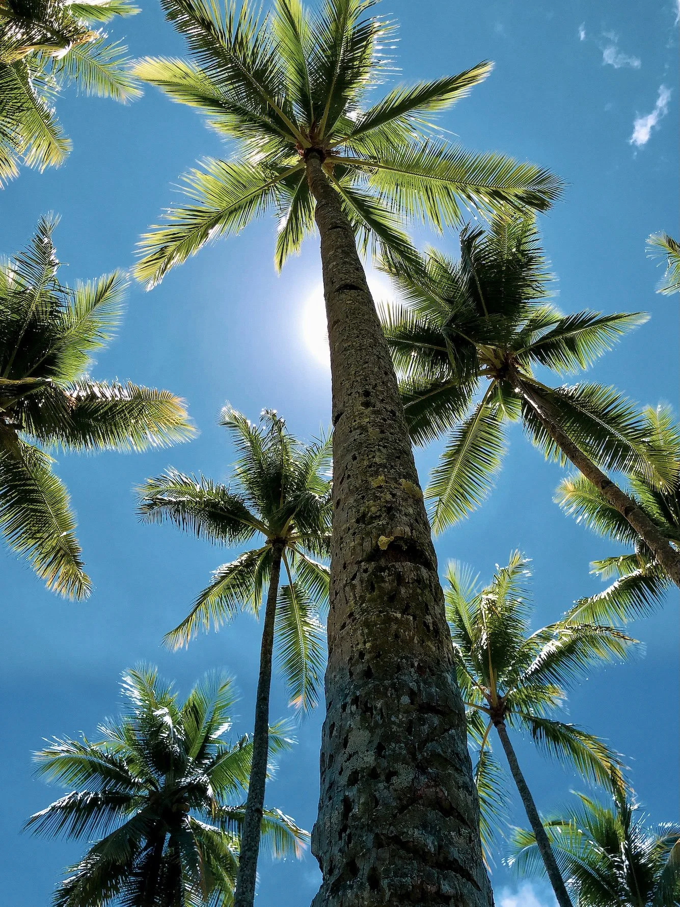 Fiction: Coconut Trees