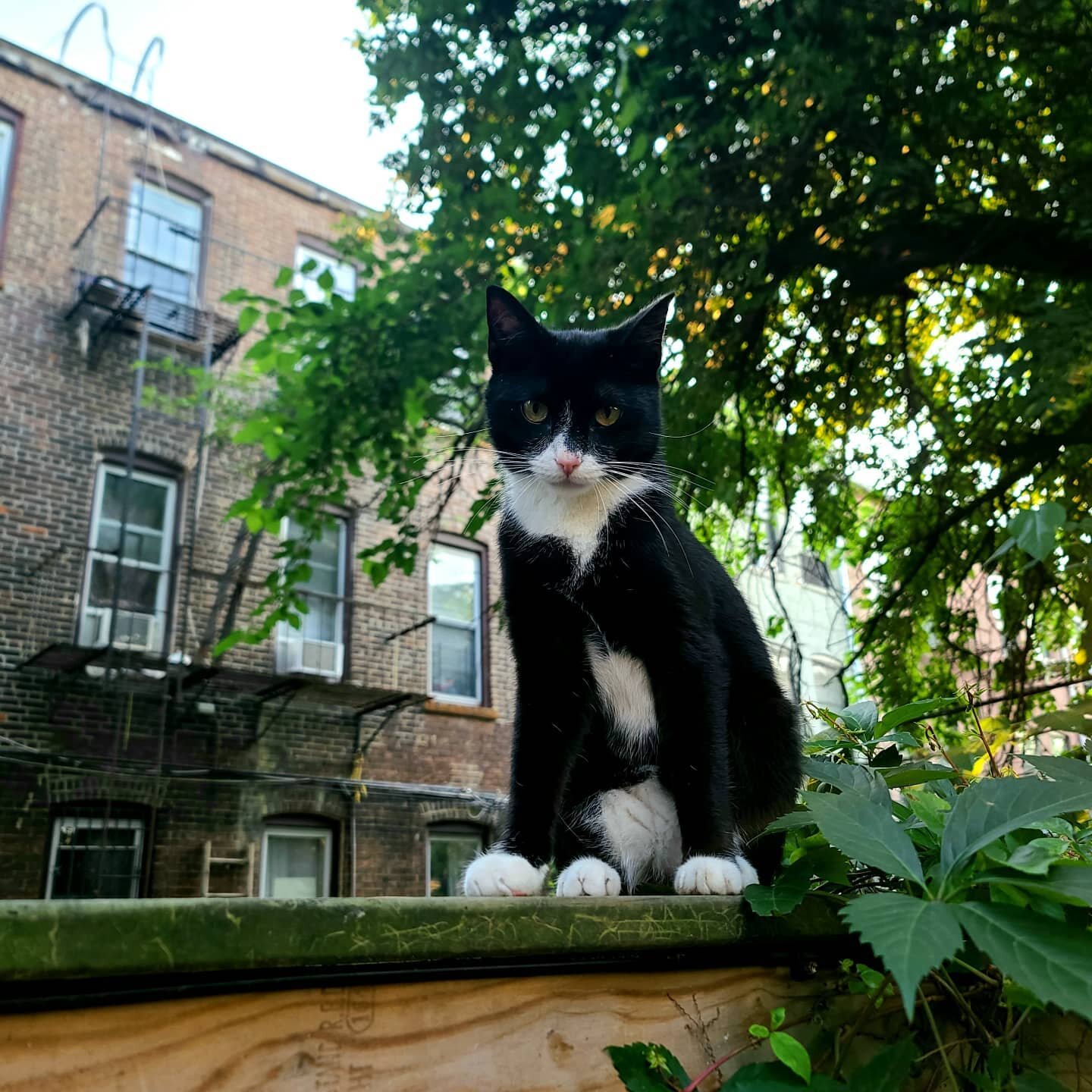 Do you recognize this gorgeous girl? She's very friendly,  in great shape,  and has been spayed. She appeared a few weeks ago in a yard on Moffat between Wilson and Central in bushwick.  Trying to find out if she's lost. Otherwise,  she's a perfect c