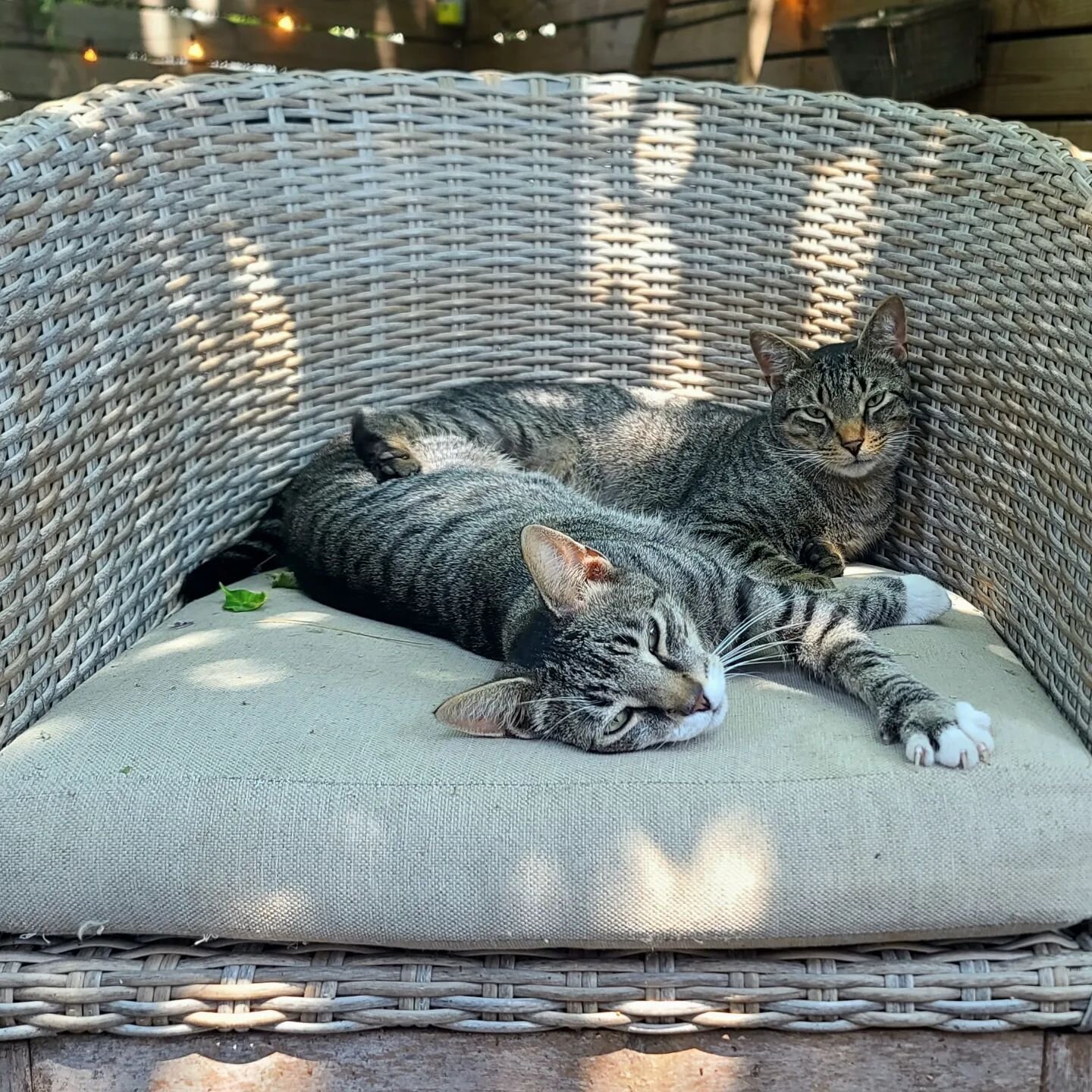 Buddy and Scooch #straycatsofbushwick #adoptthiscat