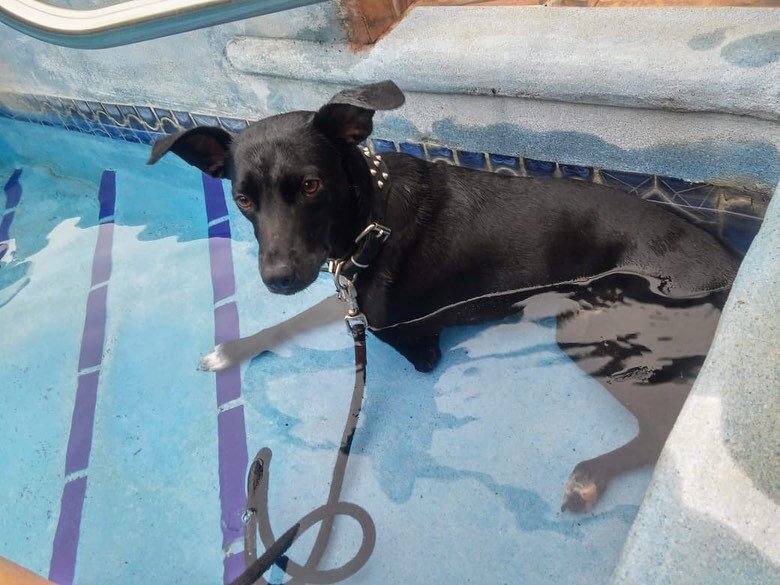 These are Zeus and Luna. Both are very close to each other and are looking for a loving Family to receive them both together.  Luna can not be with other dogs. She is the alpha and she is very protective of Zeus.  When Zeus was rescued he was found a