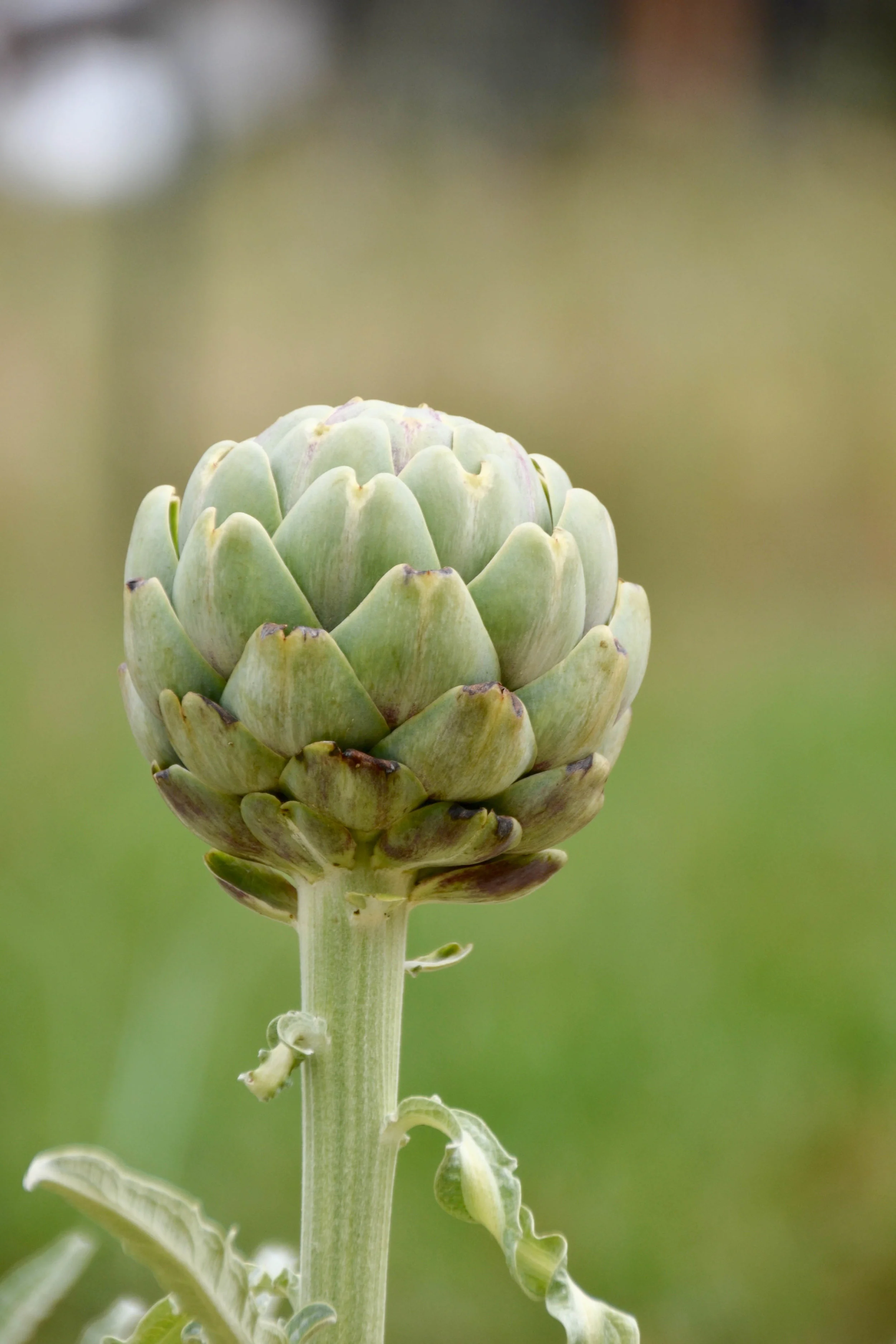 artichoke 2.jpg
