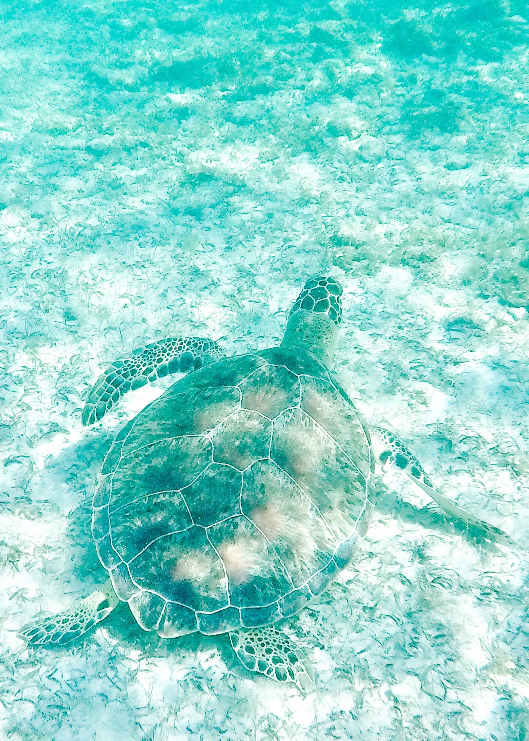 Swimming with turtles at Spottβs Beach