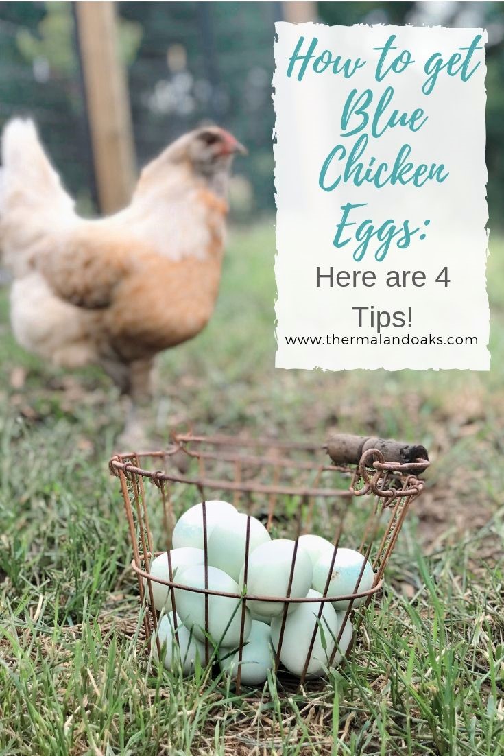 Blue Chicken eggs.jpg