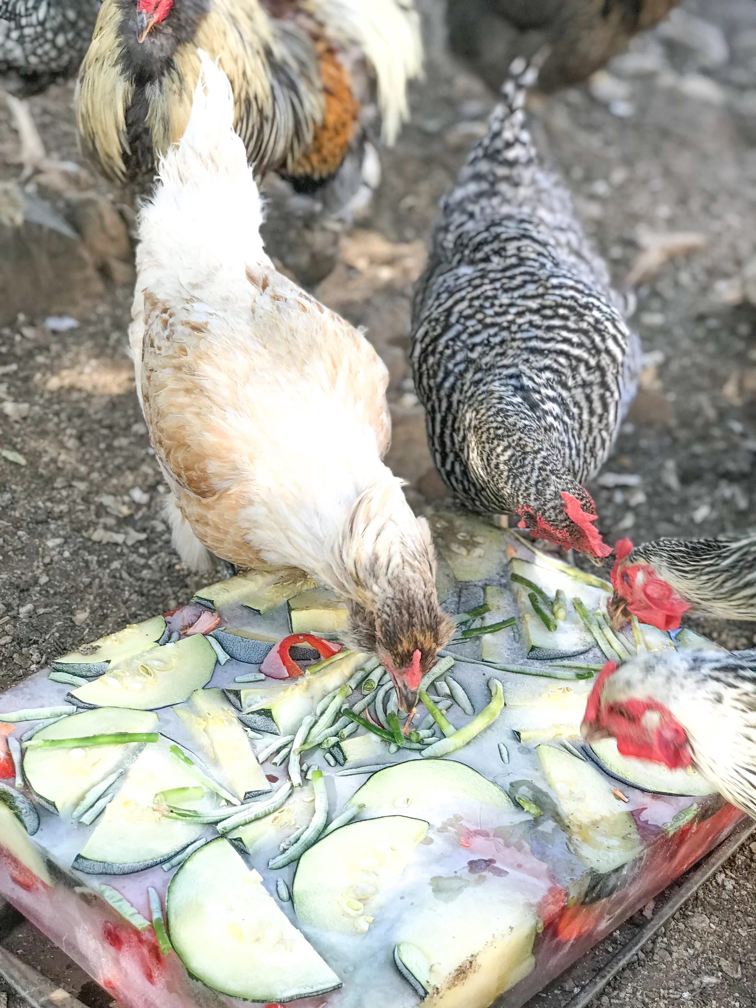 How Do You Keep Your Animals Cool On The Homestead During The Summer Click Here Summer Thermaland Oaks Boat and boating based activities (water ski, etc), swim, enjoy the beach, hike, enjoy the forest and mountains, golf, there is plenty to do in the summer, tahoe is beautiful all year! animals cool on the homestead during