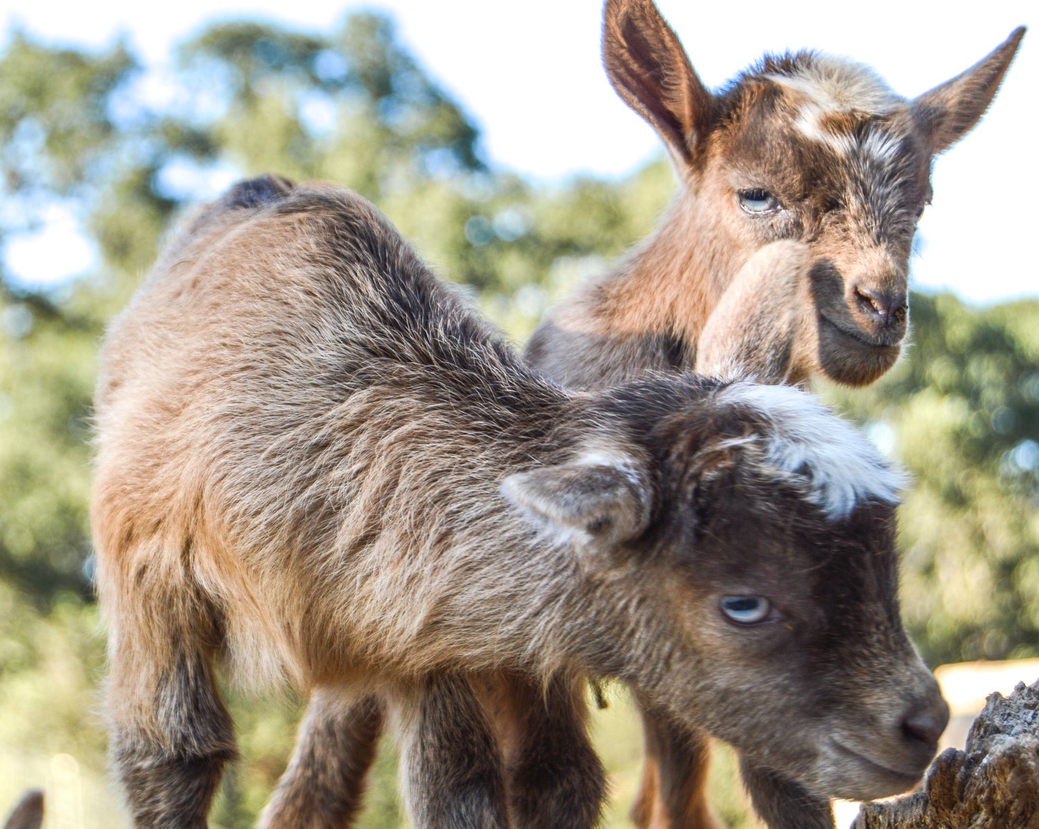 Baby+Goat+#babygoat,+#goats,+#farmanimals,+#babyfarmanimals,+#nigeriandwarf,+#niferiangoat,+#goatlove,+#crazygoatlady,+#homestead,+#homesteadgoals,+#babyanimals.jpg