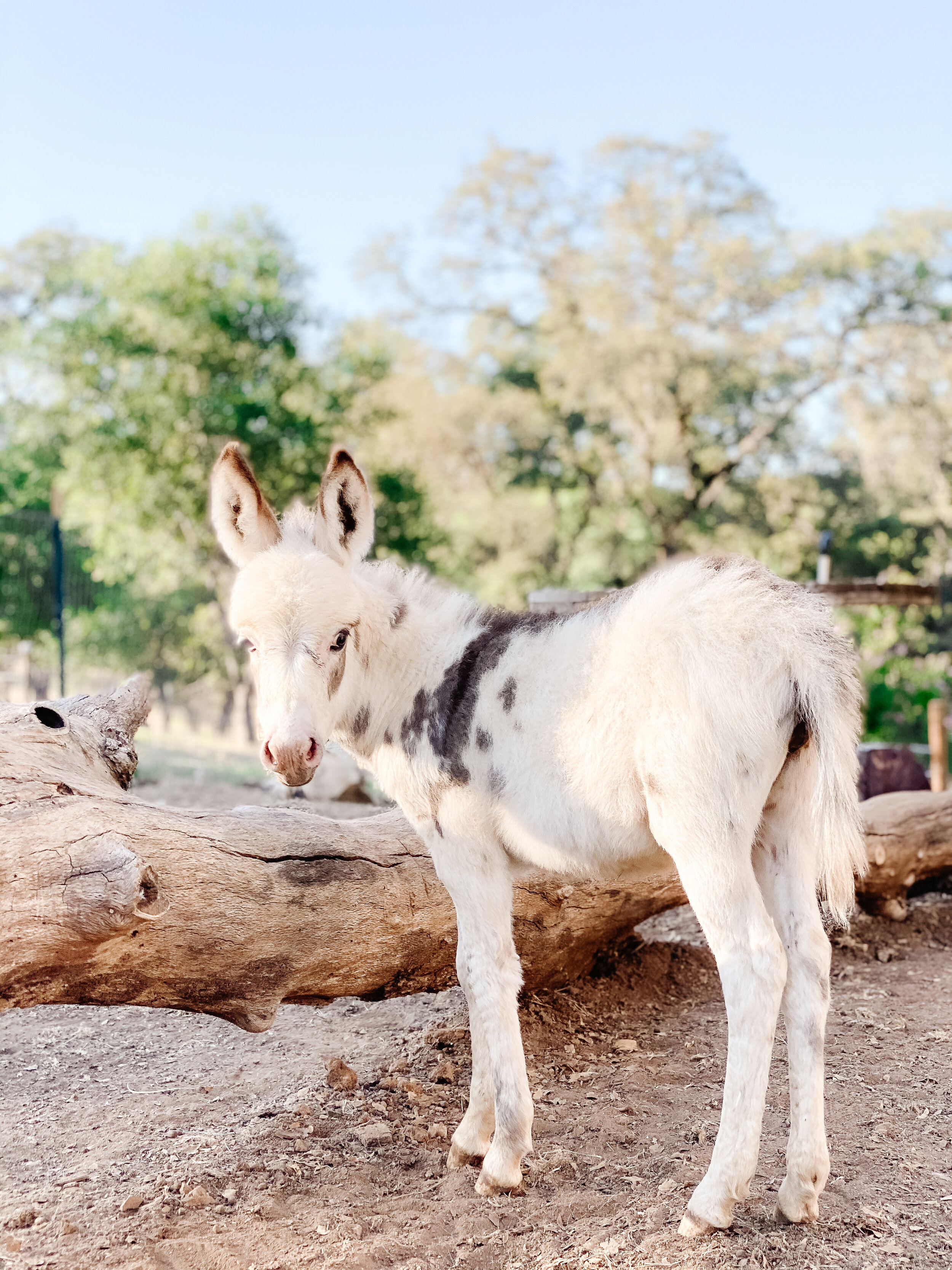 If you're thinking about getting a miniature donkey, read all about them in this post including the 5 best reasons to own a mini donkey!