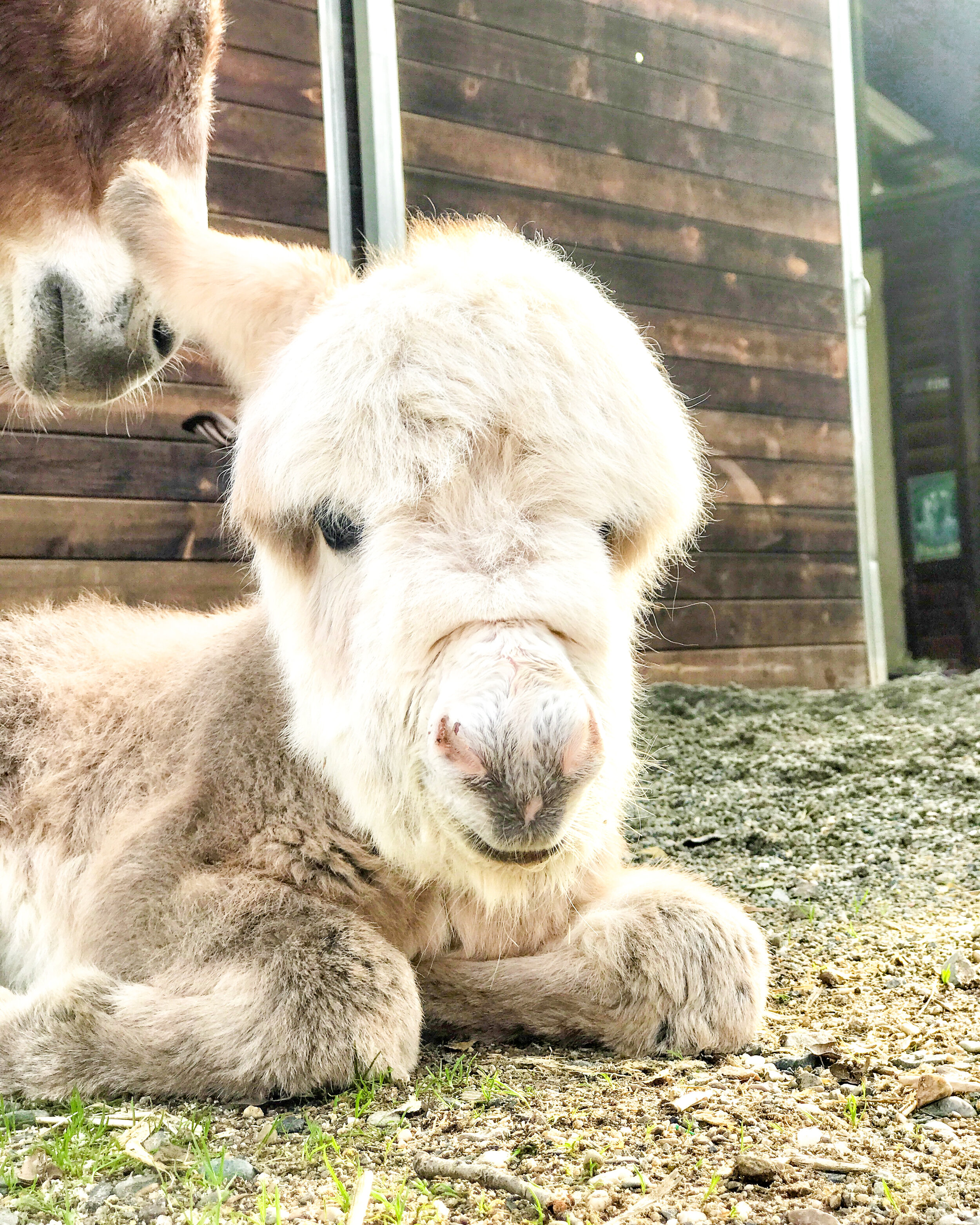 If you're thinking about getting a miniature donkey, read all about them in this post including the 5 best reasons to own a mini donkey!