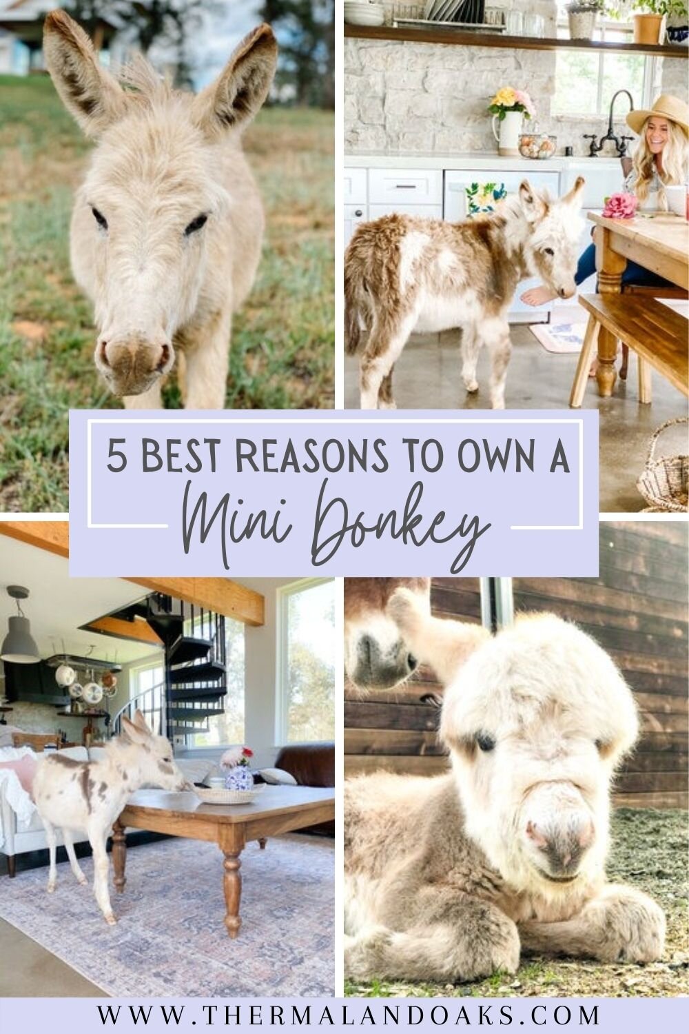 mini donkeys.jpg