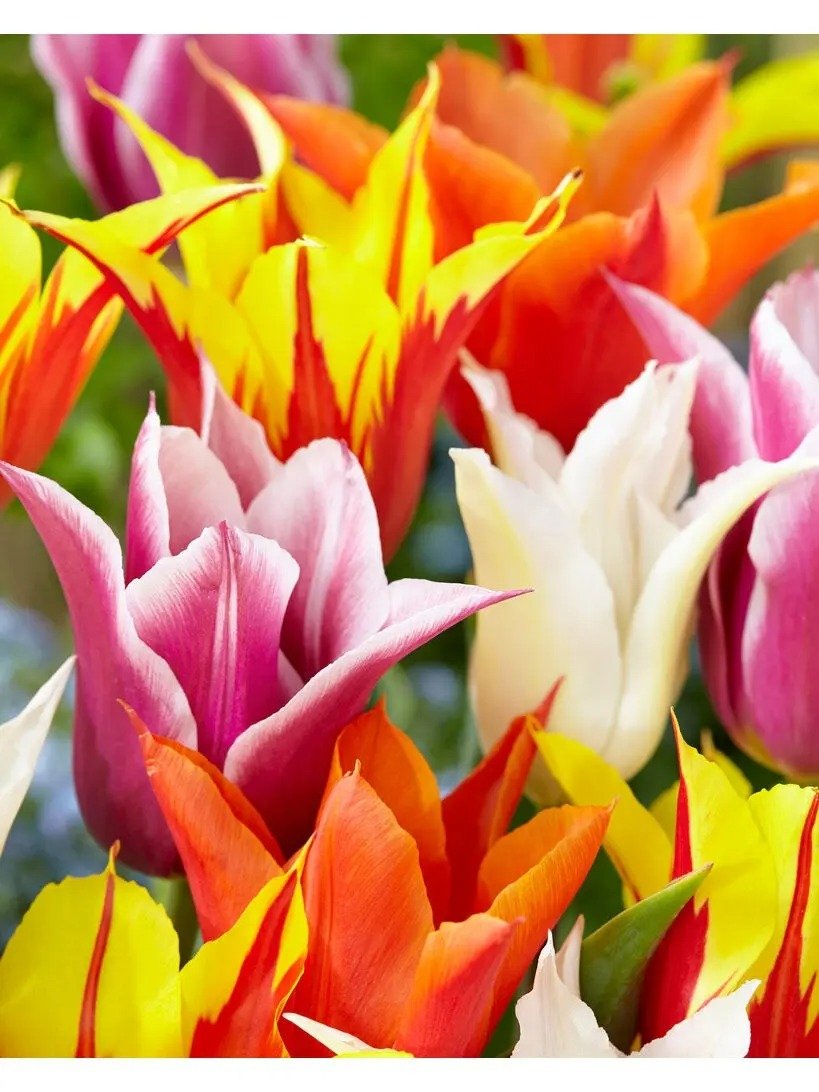 8600407_01v_lily-flowered-tulip.jpeg