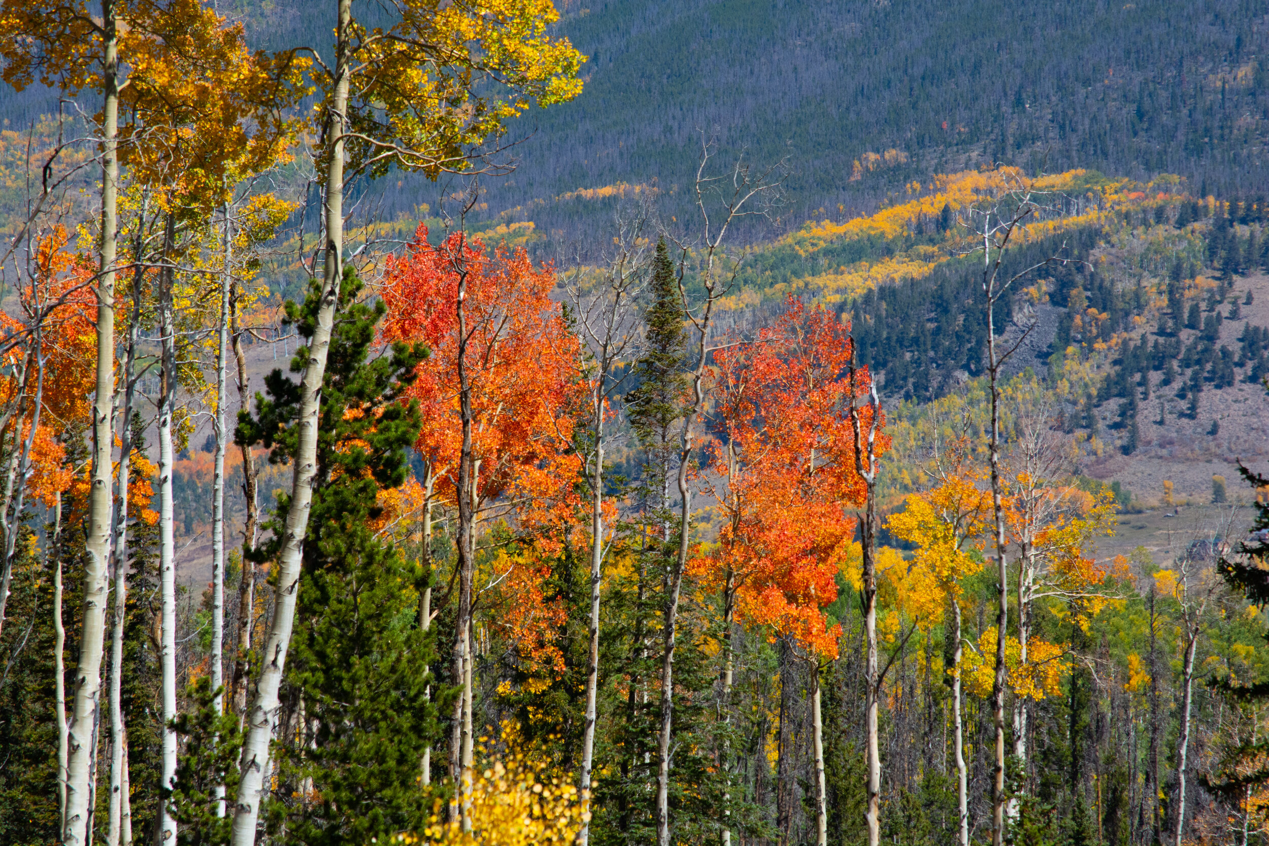 Fall-2.jpg
