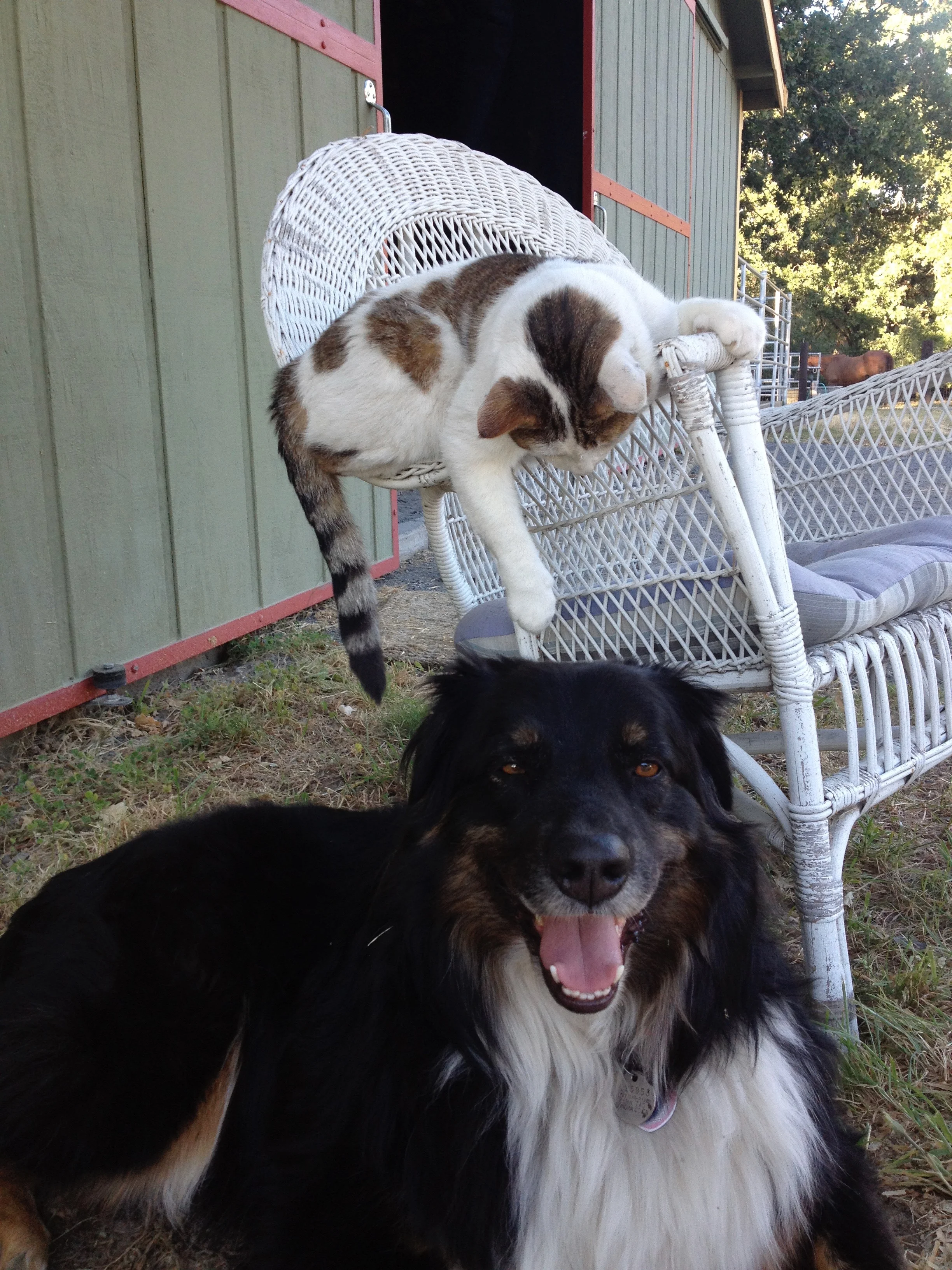 dog-cat.JPG