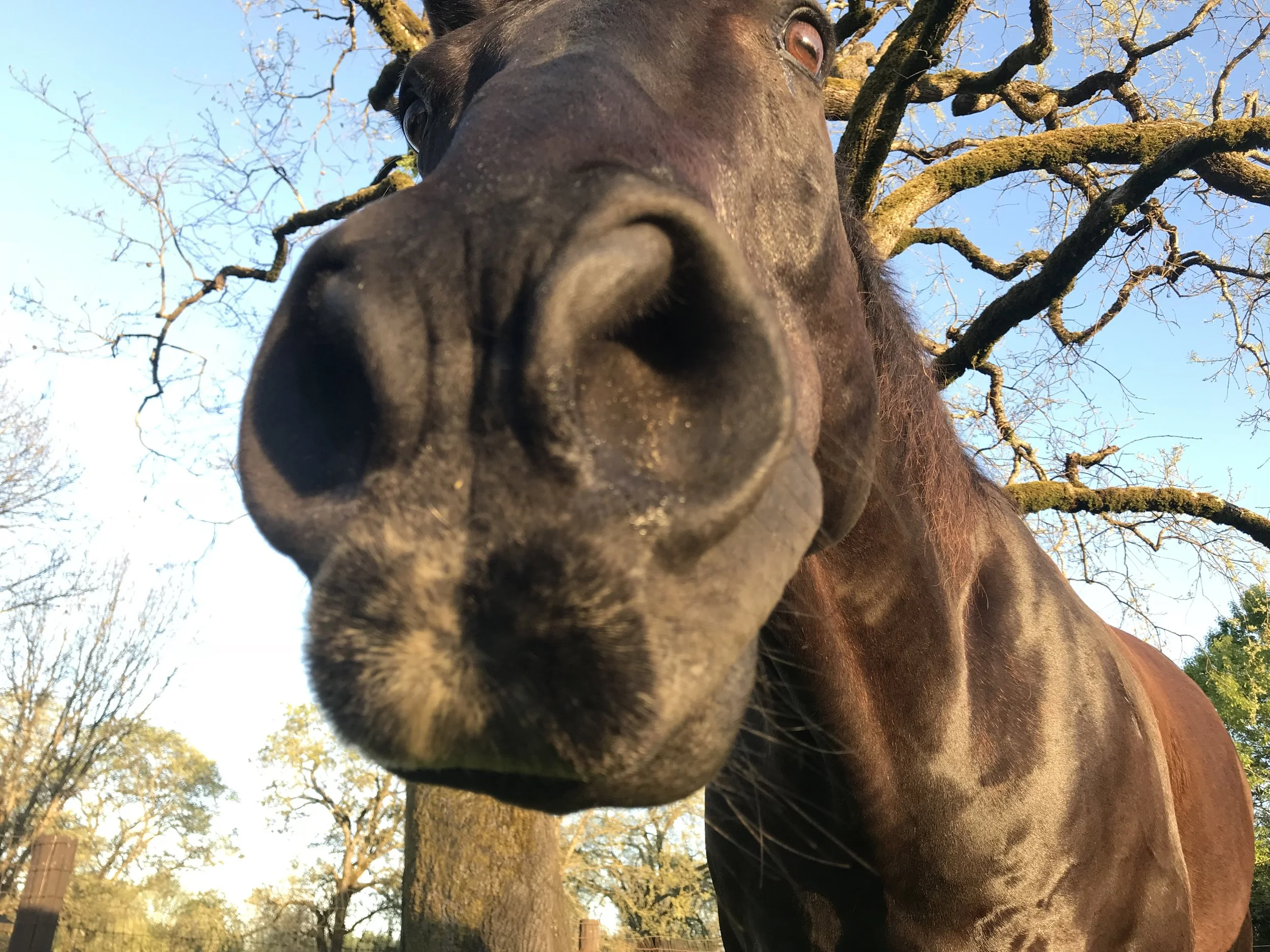 horsey-nose.jpeg