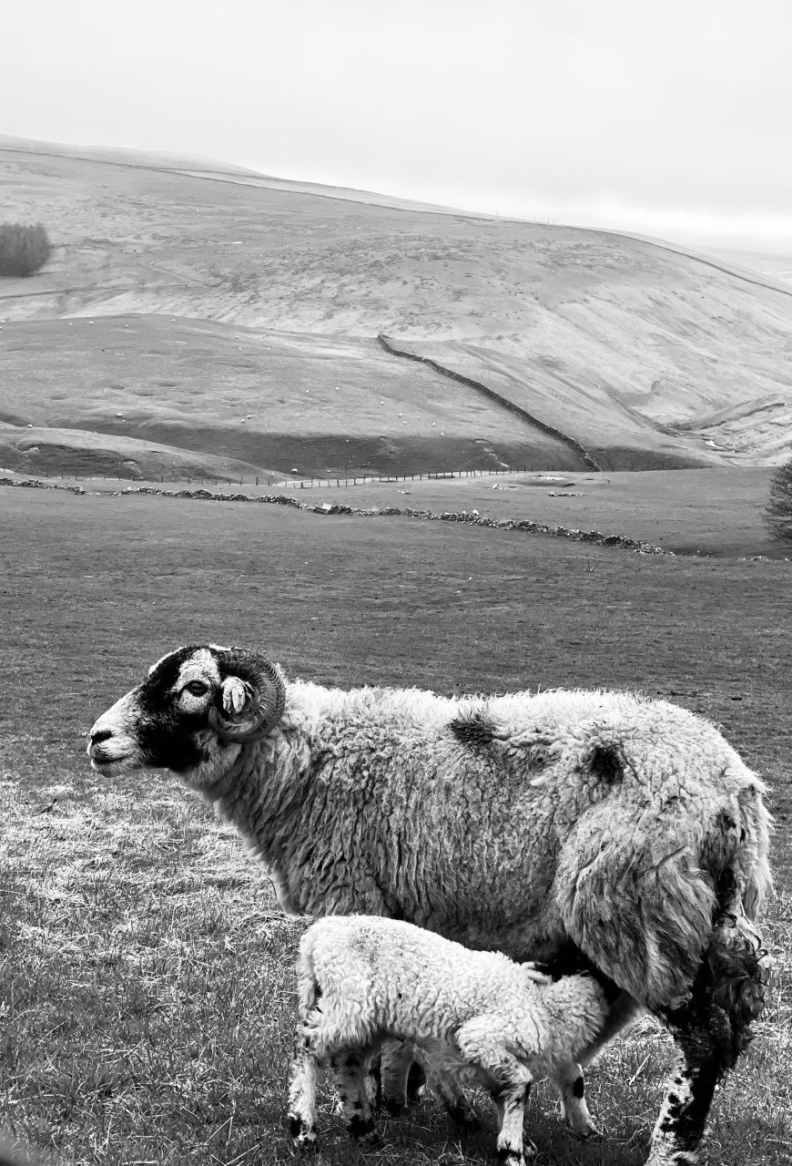Yorkshire Sheep 1.jpg