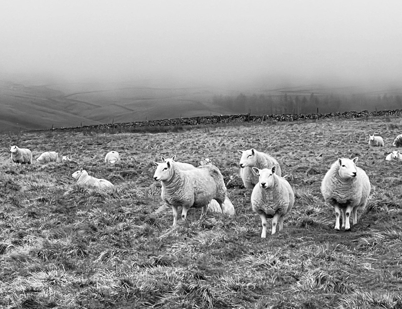 Yorkshire Sheep 2.jpg