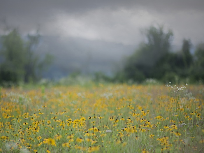 KATE CORDSEN, FOG 4