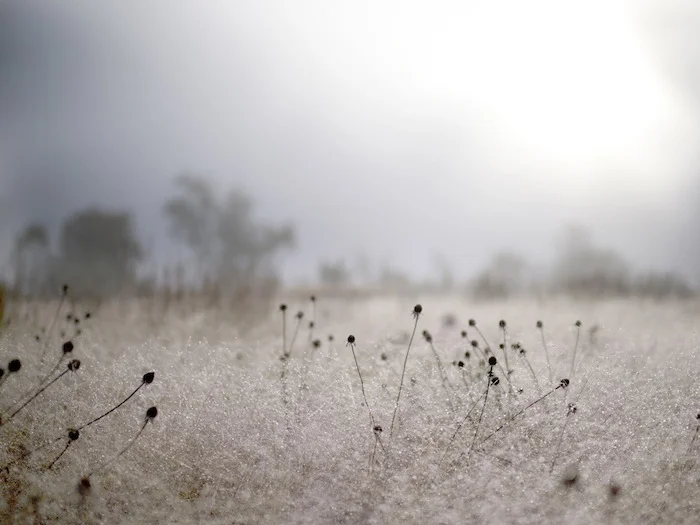 KATE CORDSEN, FOG 8