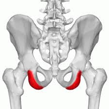 Sit BoneAnatomy.jpg