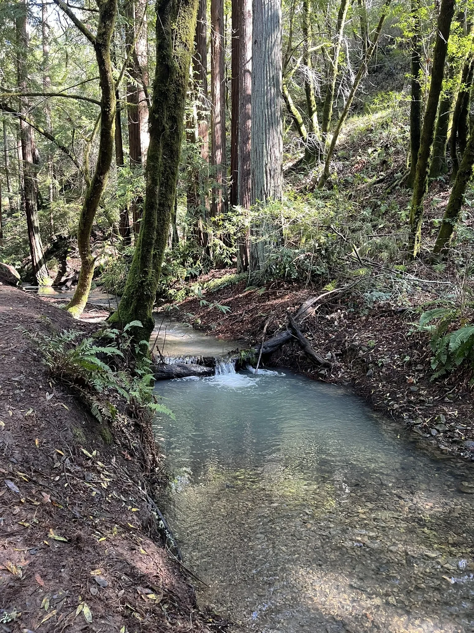  Forest Bathing and Yoga Hike