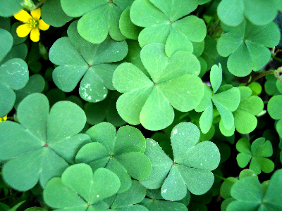 Saint Patty's Full Day Fun