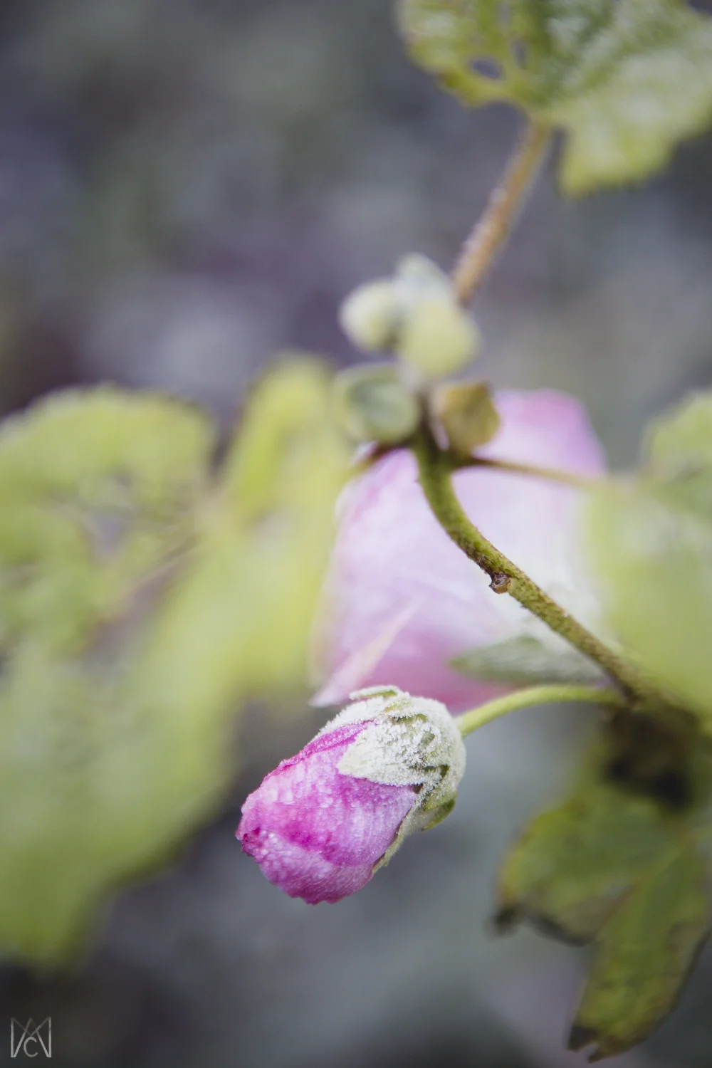 20181204_JoyKerfoot_0029.jpg
