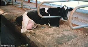 Cows and Waterbeds