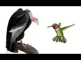 A HUMMINGBIRD OR A VULTURE?